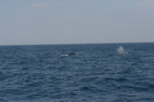 D4X_0379.JPG