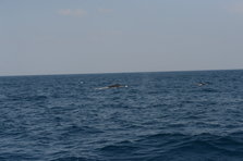 D4X_0384.JPG