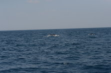 D4X_0386.JPG