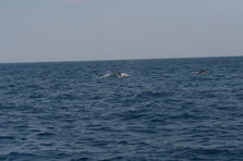 D4X_0387.JPG