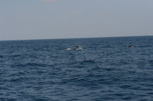D4X_0389.JPG