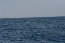D4X_0390.JPG
