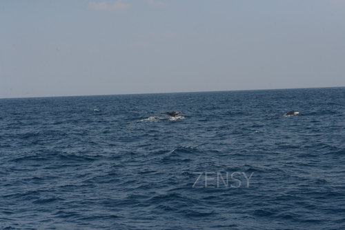 D4X_0390.JPG