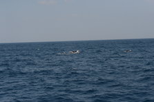 D4X_0392.JPG
