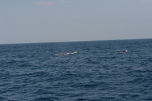 D4X_0393.JPG