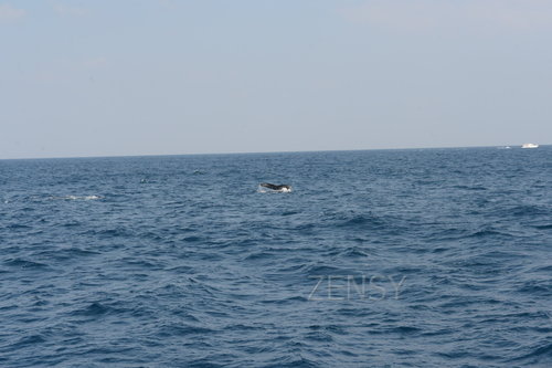 D4X_0396.JPG