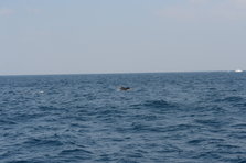 D4X_0397.JPG