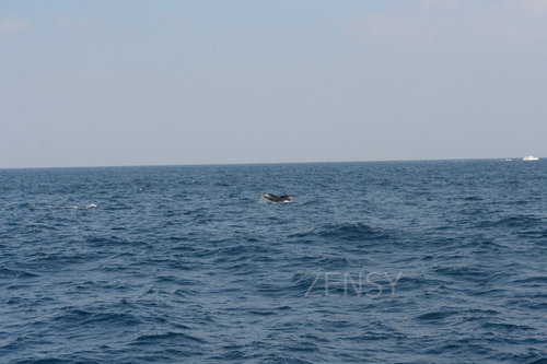 D4X_0397.JPG
