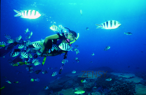 skin dive2.jpg