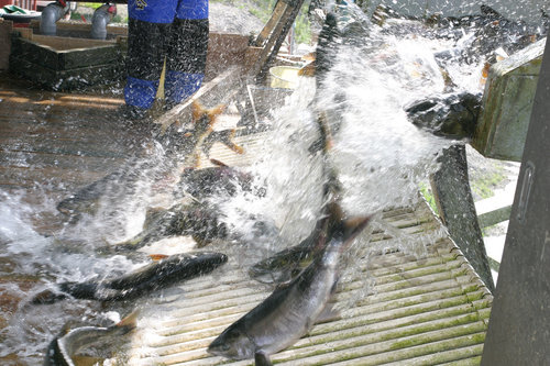 鲑の捕獲（猿别川）