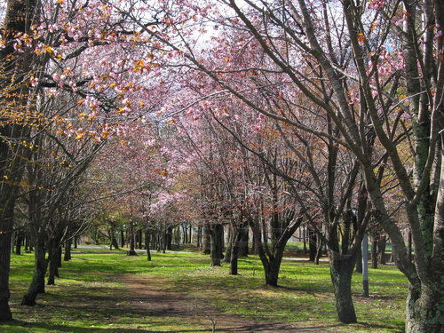 清見ヶ丘公園