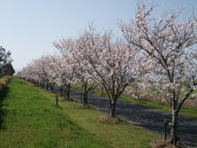 川副町さくらロード.JPG