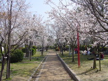 蓮池公園.JPG