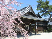 願正寺の桜1.JPG