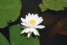 立公園睡蓮