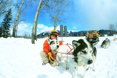 １０．犬ぞりイメージ②