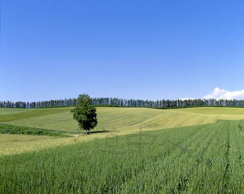 Biei.tetugaku2