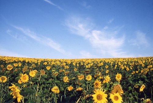 Furano.himawari