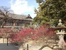 高传寺之梅0418