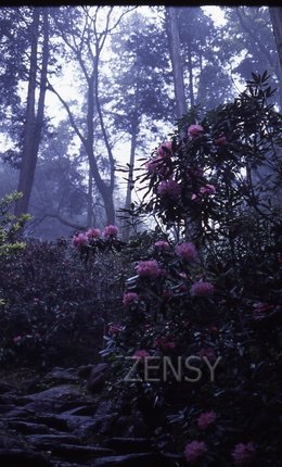zyukkaen syakunage (2).jpg