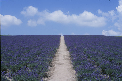 6kamifurano.hinodepark