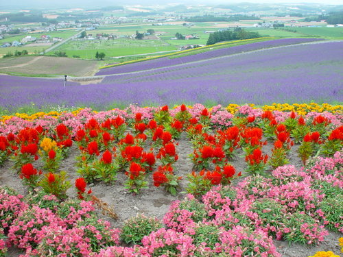 Kamifurano.miyamatouge