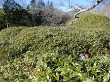 12猫山背の高い笹に阻まれて断念CIMG2253.JPG