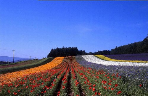 nakafurano.farmtomita