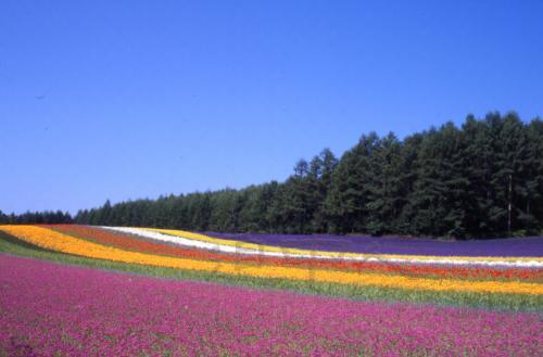 nakafurano.farmtomita2