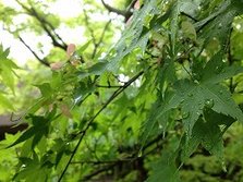 IMG_4356
