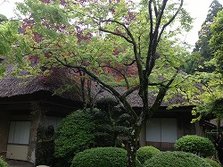 IMG_4366