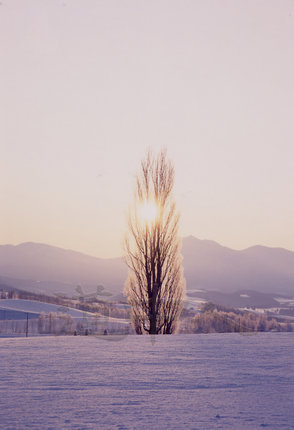 ケンとメリーの木（夕焼け）