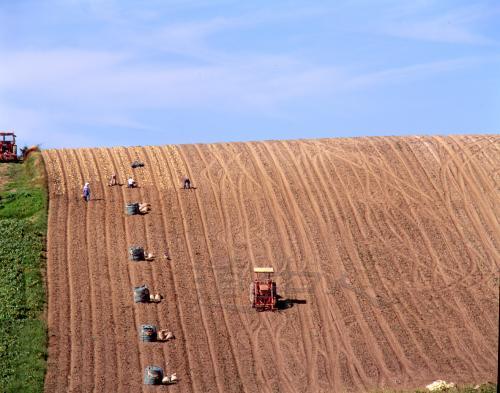 ジャガイモの収穫