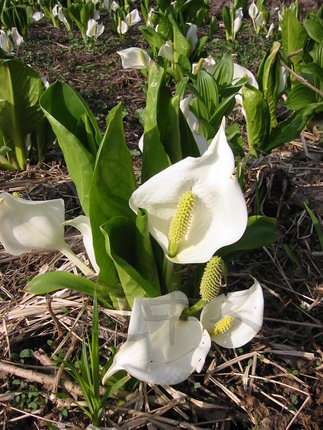 呼人ミズバショウ１_IMG