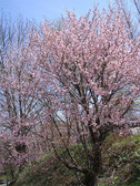 DSC03763
