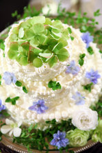 cake.jpg