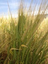 IMG_4521