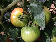 IMG_4532