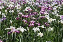 IMG_0544