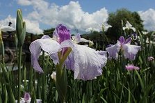 IMG_0584