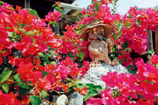 冲绳的县花海红花开放在小岛的每个角落.jpg
