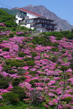 仁田峠からミヤマキリシマと平成新山.JPG