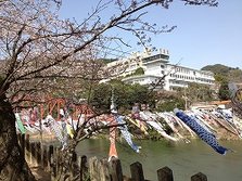 樱花与鲤鱼旗