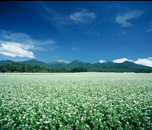 そば畑と八ヶ岳連峰.JPG