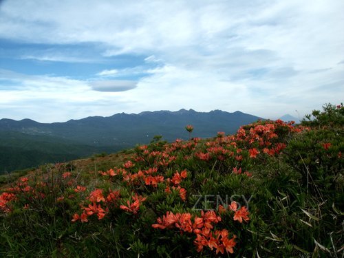 レンゲツツジと八ヶ岳.jpg