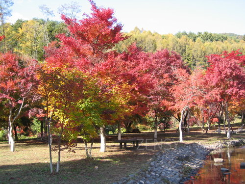 出早 紅葉.JPG