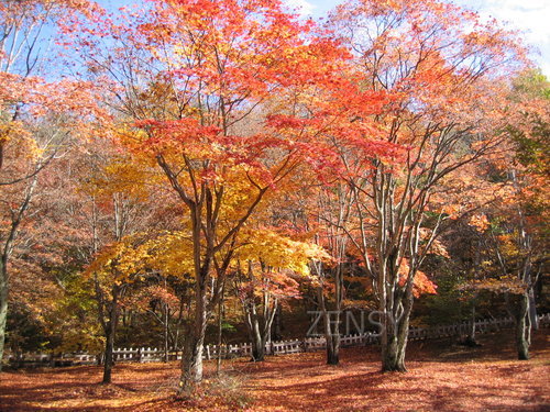 塩嶺 紅葉.JPG