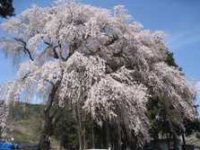 桜.JPG