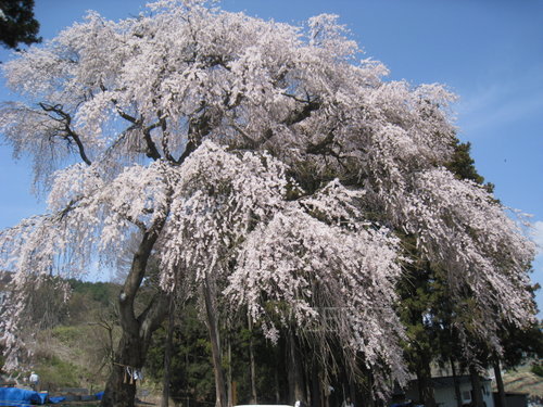 桜.JPG