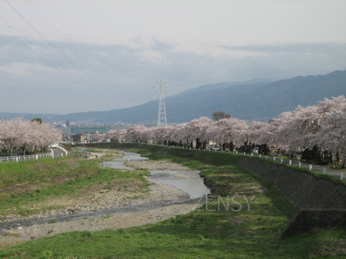 桜並木.JPG